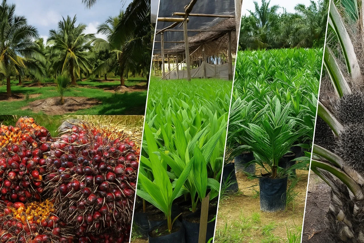 Lahan pertanian subur, solusi agrobisnis dari PT. Kiat Putra Utama